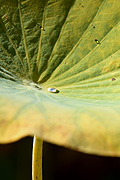 Plant, plants, leaf, leaves, water, drop, drops, droplet, droplets, wet.