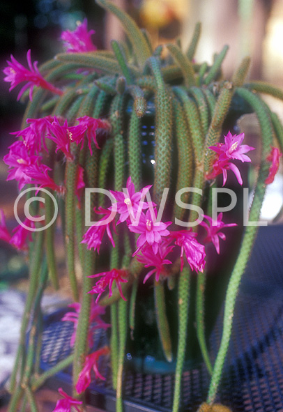 stock photo image: Cactus, cacti, cactuses, rat tail, rats tail, rat tail cactus, rat tail cacti, rats-tail, rats-tail cactus, rats-tail cacti, aporocactus, FLAGELLIFORMIS, aporocactus flagelliformis, succulent, succulents.