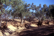 Australia, Australian, Australian desert, Australian deserts, nt, northern territory, outback, australian outback, outback australia, desert, deserts, river, rivers, gum tree, gum trees, eucalyptus, eucalyptus tree, eucalyptus trees.