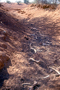 Australia, Australian, Australian desert, Australian deserts, nt, northern territory, outback, australian outback, outback australia, desert, deserts, river, rivers, bone, bones, skeleton, skeletons.