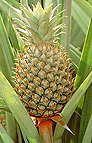 MATURE PINEAPPLE (ANANAS COMOSUS)