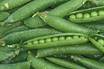 PEAS, PISUM SATIVUM