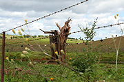 Tree, trees, fence, fences, barbed wire, barbed wire fence, barbed wire fences, wildflower, wildflowers, nsw, new South Wales, rural, rural scene, rural scenes.