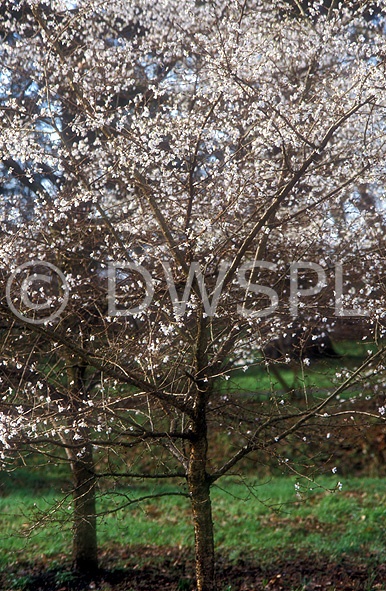 stock photo image: Tree, trees, blossom, prunus, incisa, prunus incisa, praecox, fuju cherry, fuju cherry tree, fuju cherry trees, cherry tree, cherry trees.