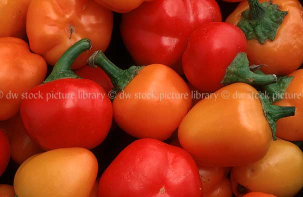 stock photo image: Vegetable, vegetables, Solanaceae, Grossum, Capsicum annuum, Capsicum, capsicums, Mini capsicum, mini capsicums.