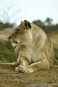 Animal, animals, wildlife, African, Cat, Cats, Big Cat, Big Cats, Lion, Lions, Lioness, Lionesses, Pantheris, Leo, Leo Pantheris, BS65,