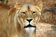 Animal, animals, wildlife, African, Cat, Cats, Big Cat, Big Cats, Lion, Lions, Lioness, Lionesses, Pantheris, Leo, Leo Pantheris, BS65,