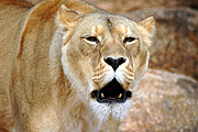 Animal, animals, wildlife, African, Cat, Cats, Big Cat, Big Cats, Lion, Lions, Lioness, Lionesses, Pantheris, Leo, Leo Pantheris, mouth, mouths, BS65,