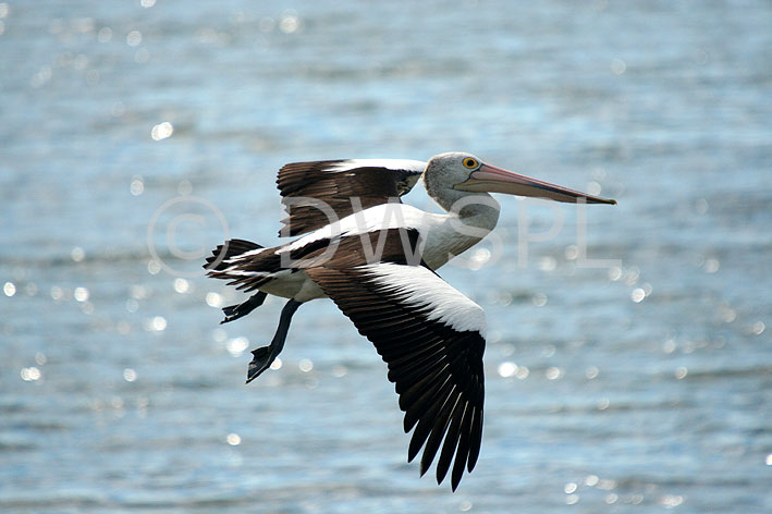 Australian Animals Birds