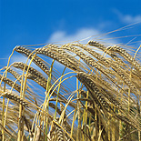 Agriculture, crop, crops, barley, barley crop, barley crops, barley field, barley fields, cereal grain, cereal crop, cereal crops.