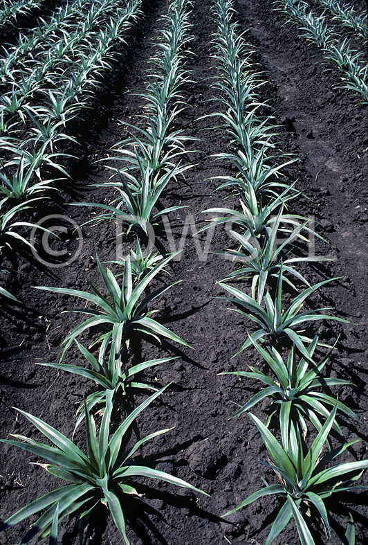 stock photo image: Food, fruit, pineapple, pineapples, ananas, ananas comosus, tropical fruit, tropical fruits.