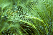 Agriculture, crop, crops, barley, barley crop, barley crops, barley field, barley fields, cereal grain, cereal crop, cereal crops, dew.