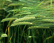 Agriculture, crop, crops, barley, barley crop, barley crops, barley field, barley fields, cereal grain, cereal crop, cereal crops.