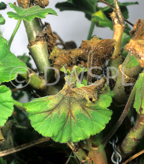 stock photo image: Disease, diseases, mould, grey, GREY MOULD, BOTRYTIS CINEREA, botrytis, cinerea, pelargonium, pelargoniums, geranium, geraniums.