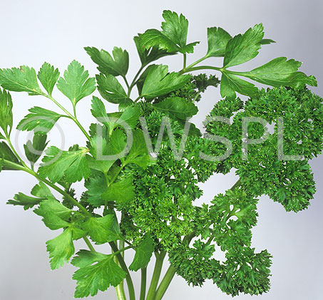 stock photo image: Food, Herb, herbs, parsley, curled, curled parsley, curly, curly parsley, Petroselinum Crispum.