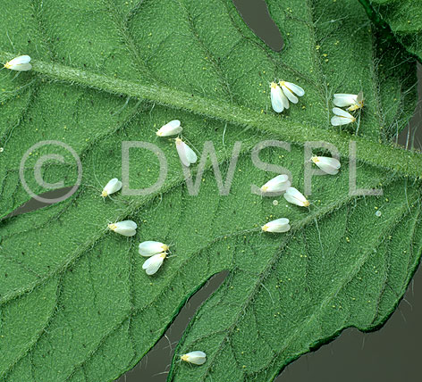 stock photo image: Vegetable, vegetables, tomato, tomatoes, white fly, white flies, whitefly, whiteflies, glasshouse, glasshouse white fly, glasshouse white flies, pest, pests.