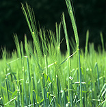Agriculture, crop, crops, barley, barley crop, barley crops, barley field, barley fields, cereal grain, cereal crop, cereal crops.