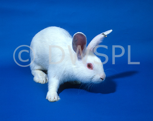 stock photo image: Animal, animals, rabbit, rabbits, white, white rabbit, white rabbits, toxicology, laboratory, laboratory animal, laboratory animals.