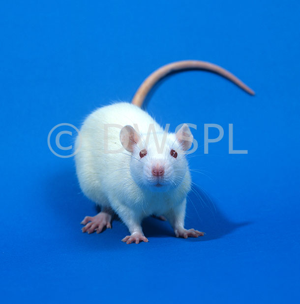 stock photo image: Rodent, rodents, rat, rats, white, white rat, white rats, rattus, mammal, mammals, placental mammal, placental mammals, animal, animals, vermin, toxicology, laboratory, laboratory animal, laboratory animals, laboratory rat, laboratory rats.