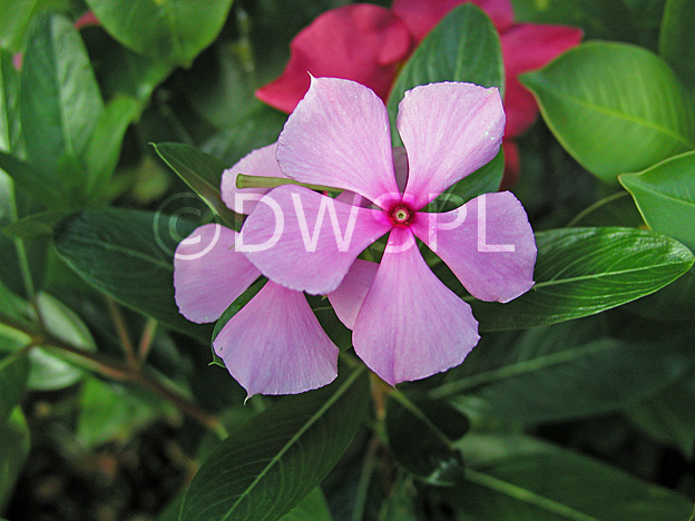 stock photo image: Flower, flowers, periwinkle, periwinkles, madagascar, madagascar periwinkle, madagascar periwinkles, catharanthus, roseus, catharanthus roseus, vinca, rosea, vinca rosea, perennial, perennials, pink, pink flower, pink flowers.