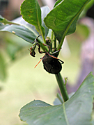 A ROYALTY FREE IMAGE OF: STINK BUG ON CITRUS TREE