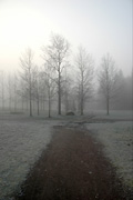 Finland, winter, snow, snow scene, snow scenes, tree, trees, BS65,