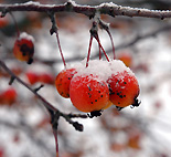 Finland, winter, snow, snow scene, snow scenes, tree, trees, BS65,