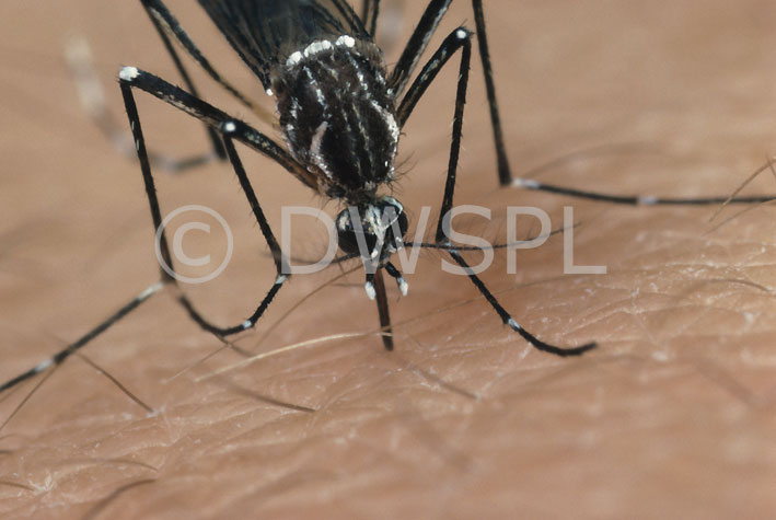 stock photo image: Insect, insects, mozzie, mozzies, mosquito, mosquitos, mosquitoes, egyptian, egyptian mosquito, egyptian mosquitoes, aedes, aegyptii, aedes aegyptii, yellow fever, fever, fevers, skin, human skin.