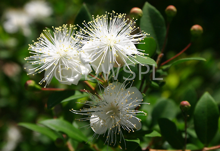 stock photo image: Myrtus, communis, MYRTUS COMMUNIS.