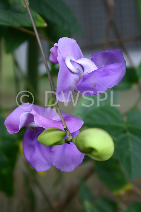 stock photo image: Snail vine, snail vines, phaseolus, caracalla, phaseolus caracalla.