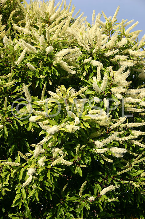 stock photo image: Flower, flowers, tree, trees, buckinghamia, celsissima, buckinghamia celsissima, ivory curl tree, ivory curl trees, white, white flower, white flowers, ivory curl.