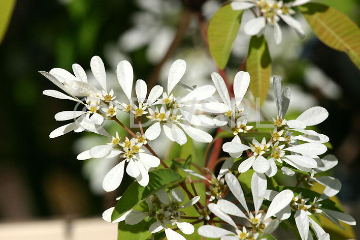 stock photo image: Flower, flowers, euphorbia, euphorbias, LEUCOCEPHALA, euphorbia leucocephala, snowflake, snowflake bush, snowflake bushes.