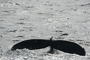 Australia, whale, whales, mammal, mammals, baleen, humpback, humpback whale, humpback whales, baleen whale, baleen whales, megaptera, novaeangliae, gold coast, qld, queensland.