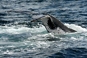 Australia, whale, whales, mammal, mammals, baleen, humpback, humpback whale, humpback whales, baleen whale, baleen whales, megaptera, novaeangliae, gold coast, qld, queensland.