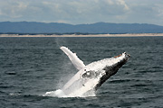 Australia, whale, whales, mammal, mammals, baleen, humpback, humpback whale, humpback whales, baleen whale, baleen whales, megaptera, novaeangliae, gold coast, qld, queensland.
