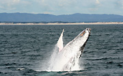 Australia, whale, whales, mammal, mammals, baleen, humpback, humpback whale, humpback whales, baleen whale, baleen whales, megaptera, novaeangliae, gold coast, qld, queensland.