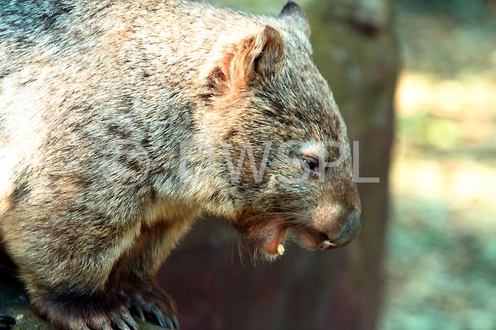 stock photo image: Animal, Animals, australian, Marsupial, Marsupials, Vombatidae, wombat, wombats, Australian animal, Australian animals, australian mammal, australian mammals, mammal, mammals, common, common wombat, common wombats, south-eastern, south eastern, south eastern wombat, south eastern wombats, south-eastern wombat, south-eastern wombats, vombatus, vombatidae, vombatus, ursinus, vombatus ursinus, sydney, nsw, new South Wales, taronga, taronga park, taronga park zoo, zoo, zoos.