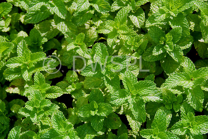 stock photo image: Herb, herbs, mint, mentha.