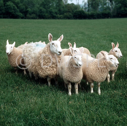 stock photo image: Animal, animals, sheep, ewe, ewes, lamb, lambs, border, leicester, border leicester.