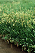 Philippines, luzon, rice, agriculture, rice paddy, paddy, paddies, rice paddies, rice field, rice fields.