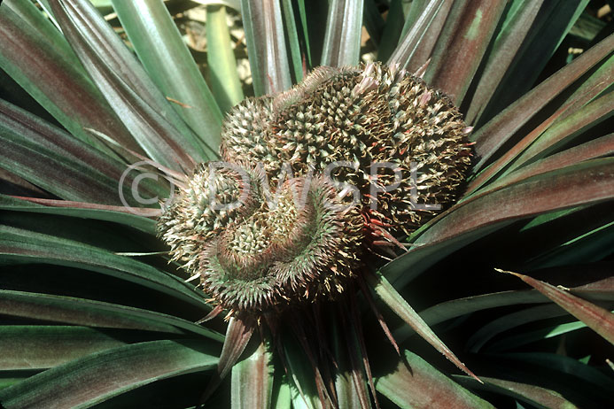 stock photo image: Fruit, fasciation, pineapple, pineapples, disease, diseases, plant disease, plant diseases.