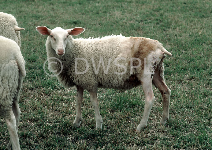 stock photo image: Animal, animals, sheep, ewe, ewes, friesland, fly, flies, wound, wounds, flyblown, blow fly, blow flies.