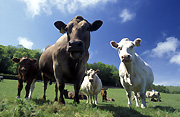 Farming, Farmland, farm, farms, Animal, Animals, Cow, Cows, cattle, Australia, Sport pictures, Sports, balloon images, hot air balloons