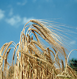 Agriculture, crop, crops, barley, barley crop, barley crops, barley field, barley fields, cereal grain, cereal crop, cereal crops.