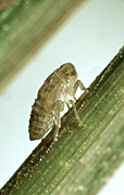Agriculture, rice, crop, crops, rice crop, rice crops, rice seedling, rice field, rice fields, rice hopper, rice hoppers, hopper, hoppers, brown rice, brown rice hopper, brown rice hoppers, nilparvata, lugens, niplarvata lugens.