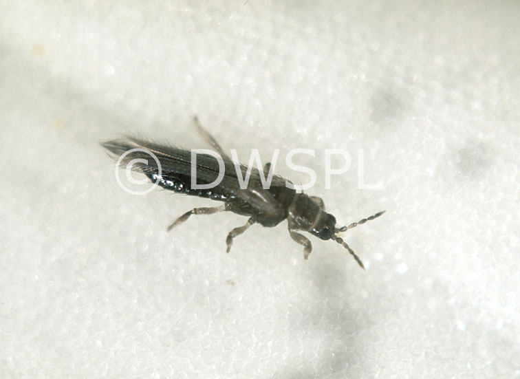 stock photo image: Insect, Insects, pest, pests, insect, insects, plant pest, plant pests, thrip, thrips, onion, onion thrip, onion thrips, tobacco, tobacco thrip, tobacco thrips, thrips tabaci, daisy, daisies, shasta, shasta daisy, shasta daisies.