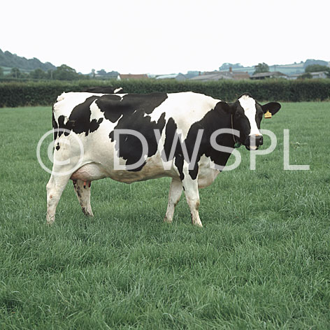 holstein dairy cow. holstein dairy cow.