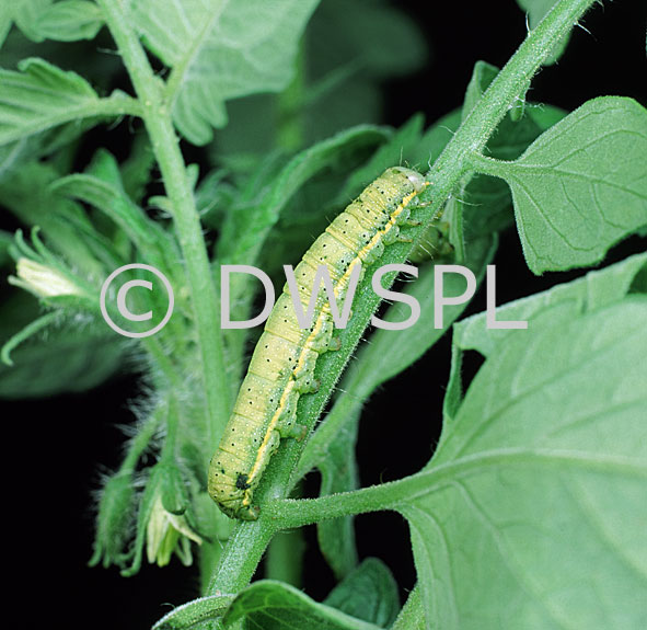 stock photo image: Vegetable, vegetables, tomato, tomatoes, pest, pests, tomato moth, tomato moths, caterpillar, caterpillars, lacanobia, oleracea, lacanobia oleracea.