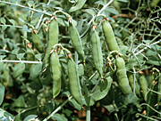 MATURE PEA PODS ON PLANT PRIOR TO HARVESTING