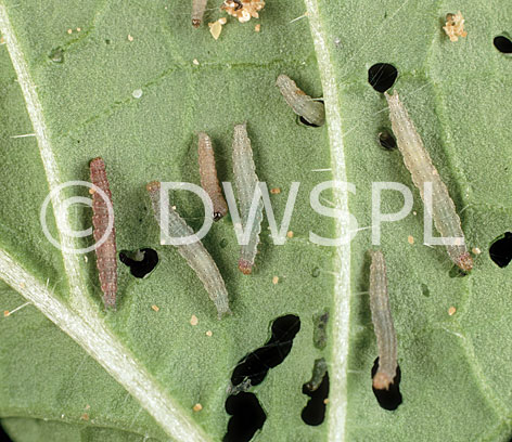 ... butterflies, cabbage, cabbages, caterpillar, caterp